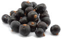 JUNIPER BERRIES